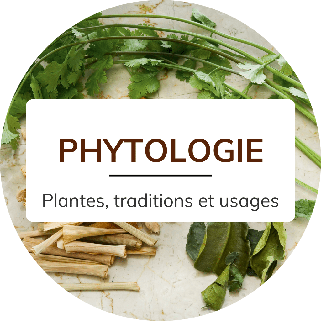 La naturopathie médiévale inspirée des écrits d'Hildegarde de Bingen en naturopathie traditionnelle et stages, formations, cours en ligne, Phytologie traditionnelles, usages, tisanes, herboristerie